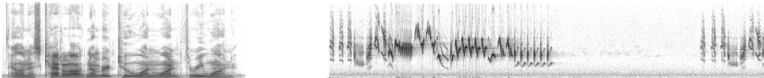 Northern House Wren - ML21131