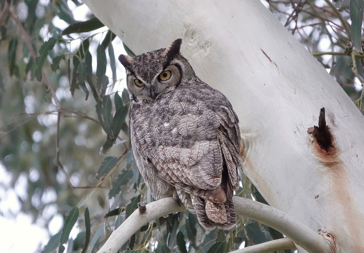 Great Horned Owl - ML211310011