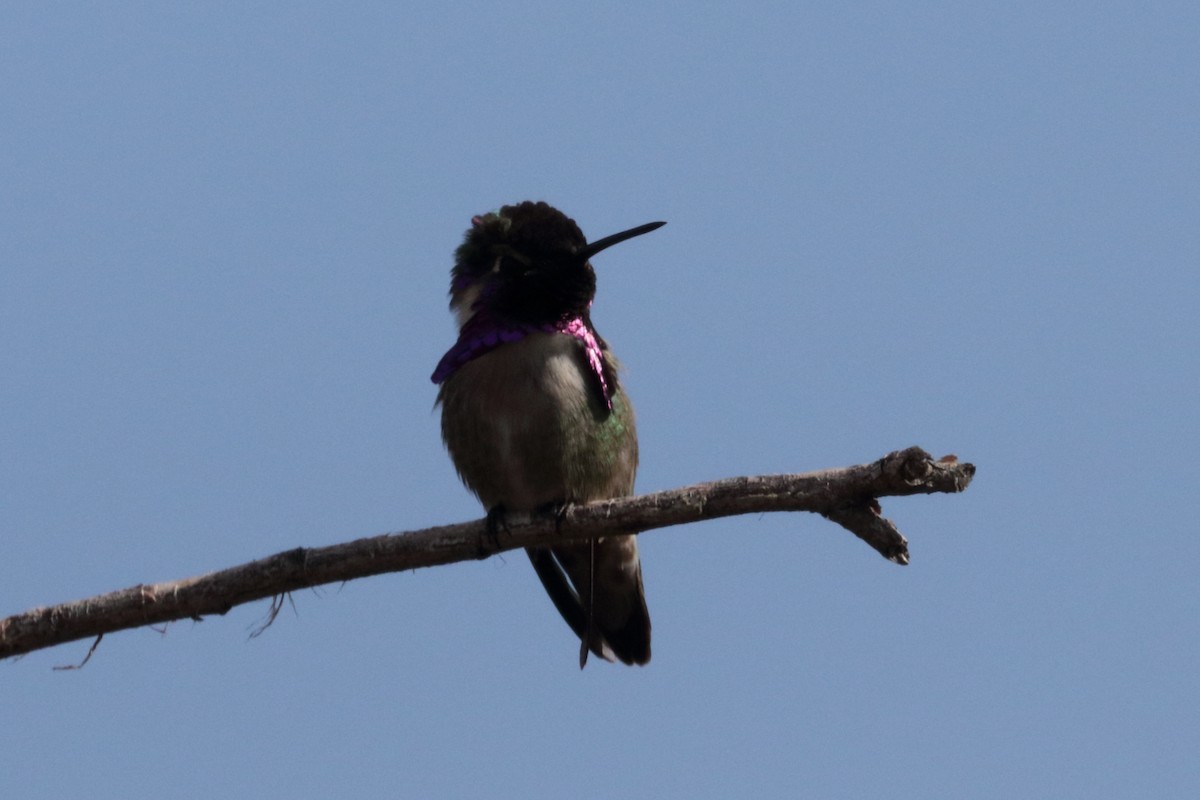 Costa's Hummingbird - ML211310111