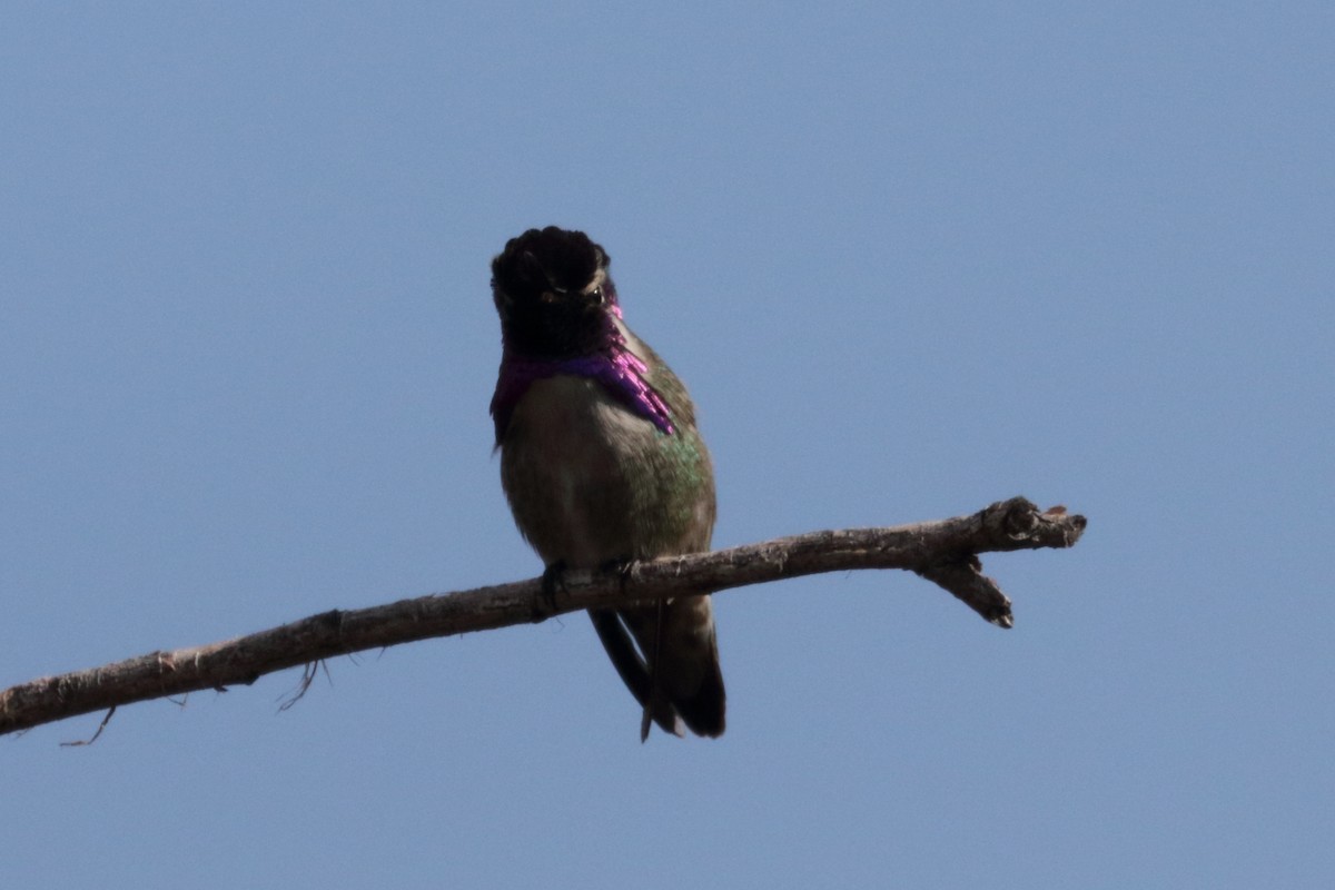 Costa's Hummingbird - ML211310121