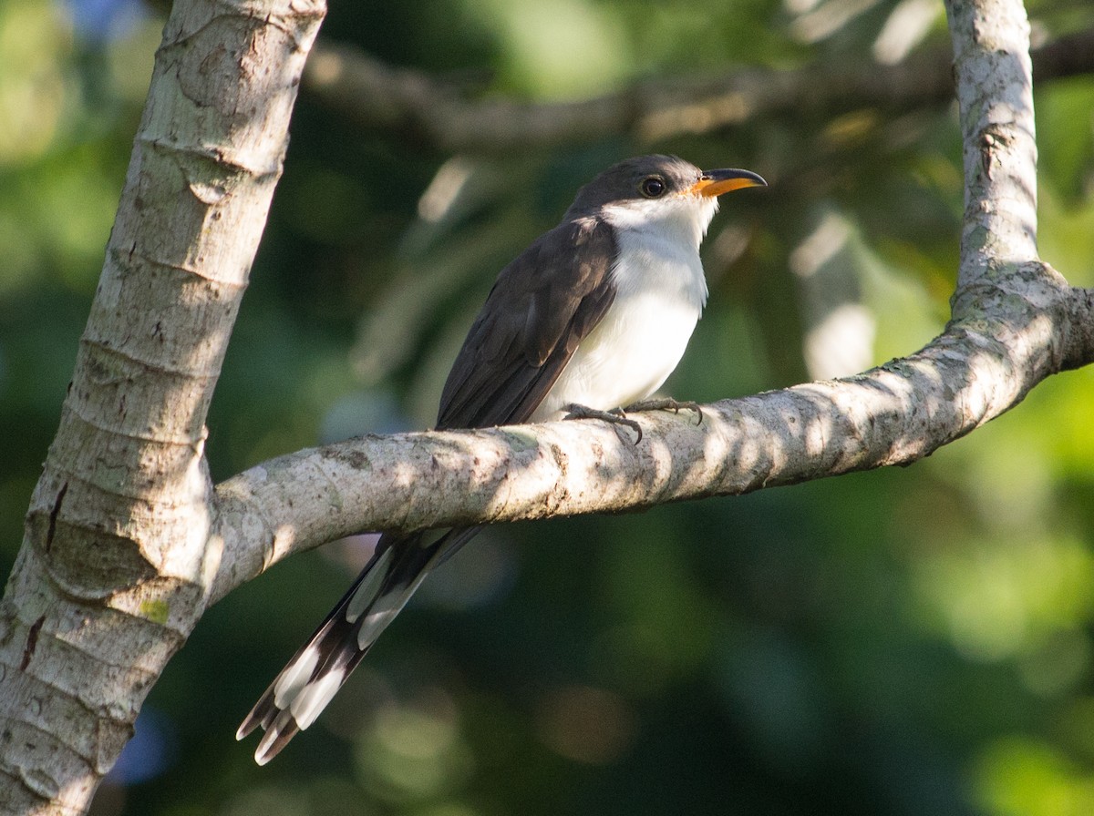 Pearly-breasted Cuckoo - João Souza