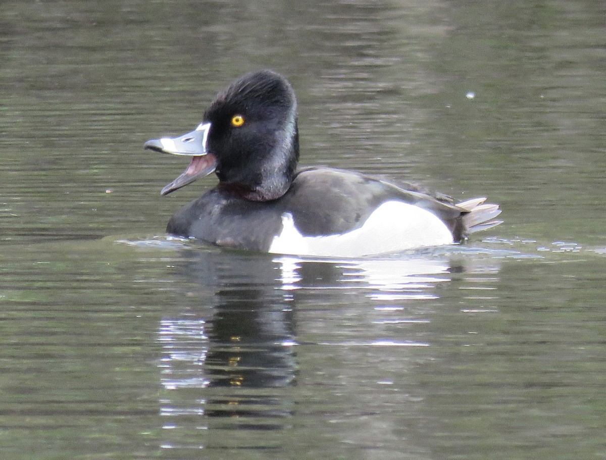 Ring-necked Duck - George Chrisman