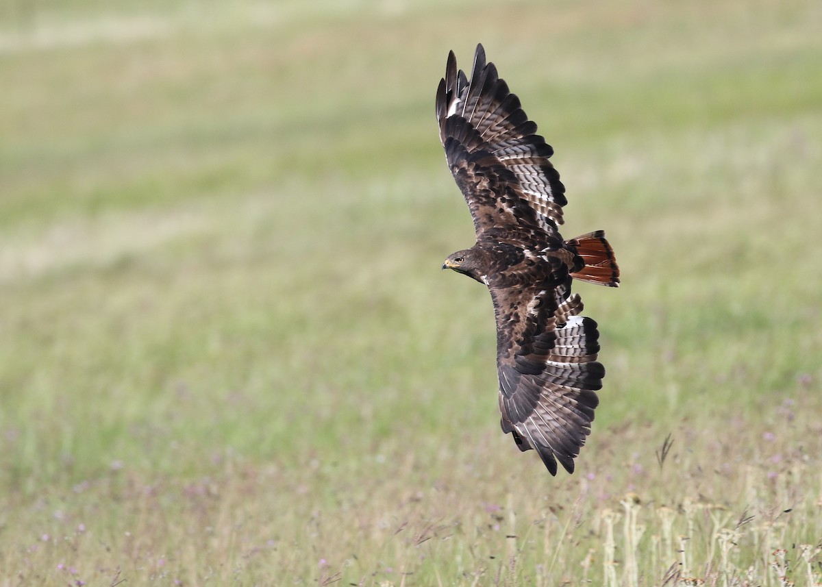 Jackal Buzzard - ML211312471