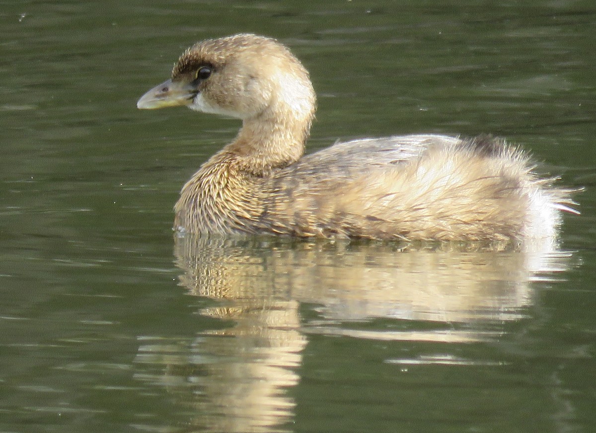 Pied-billed Grebe - George Chrisman