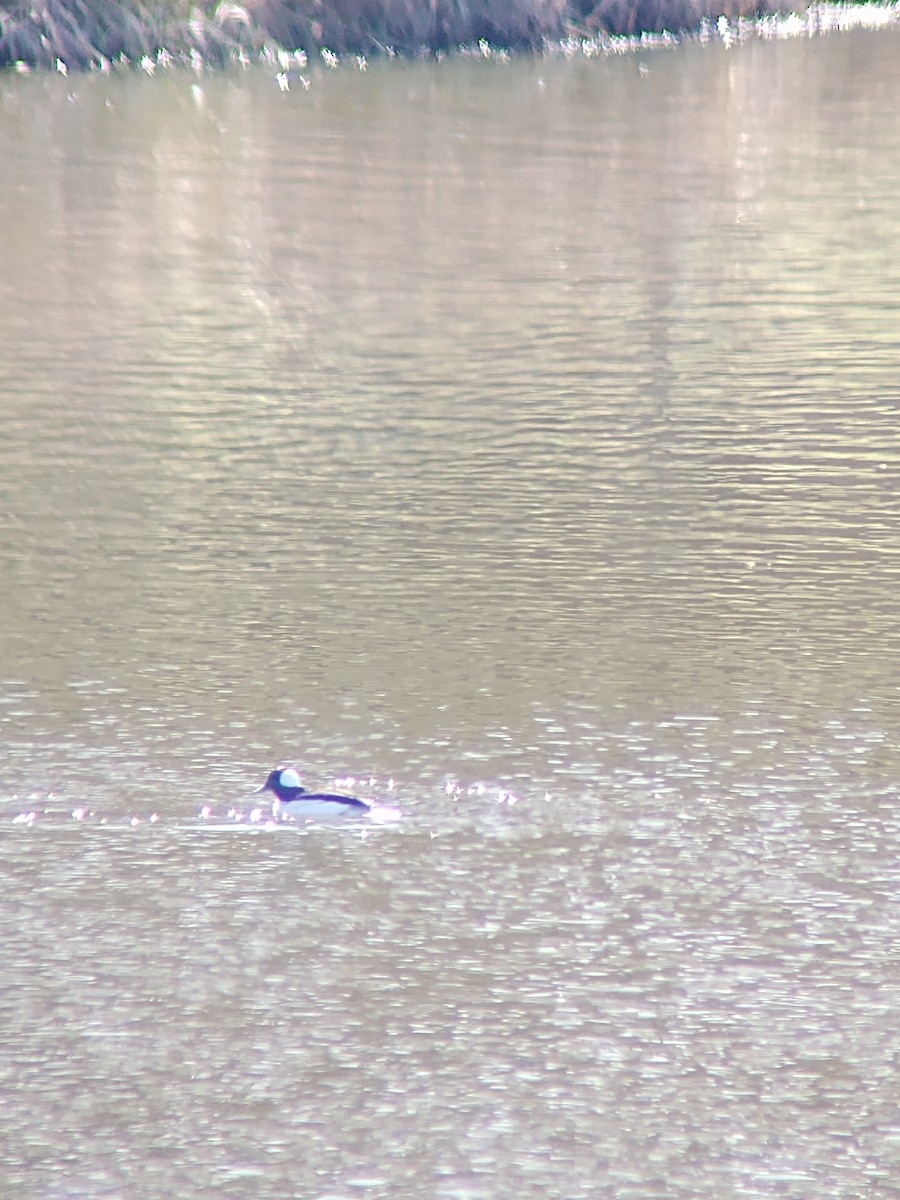 Bufflehead - ML211314081