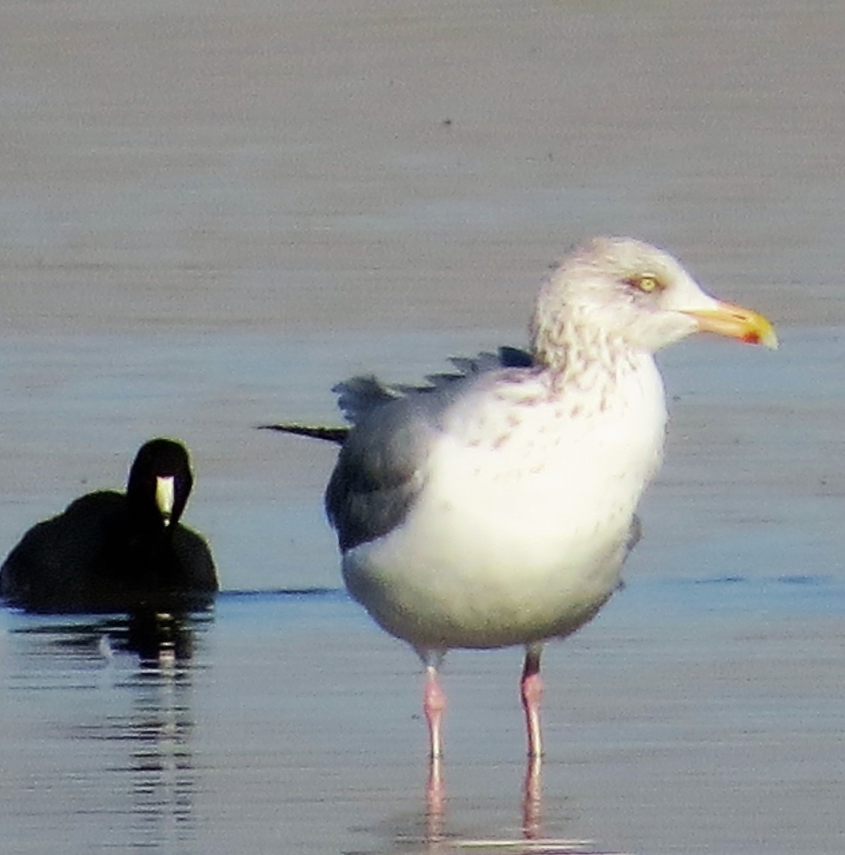 Herring Gull - ML21131601