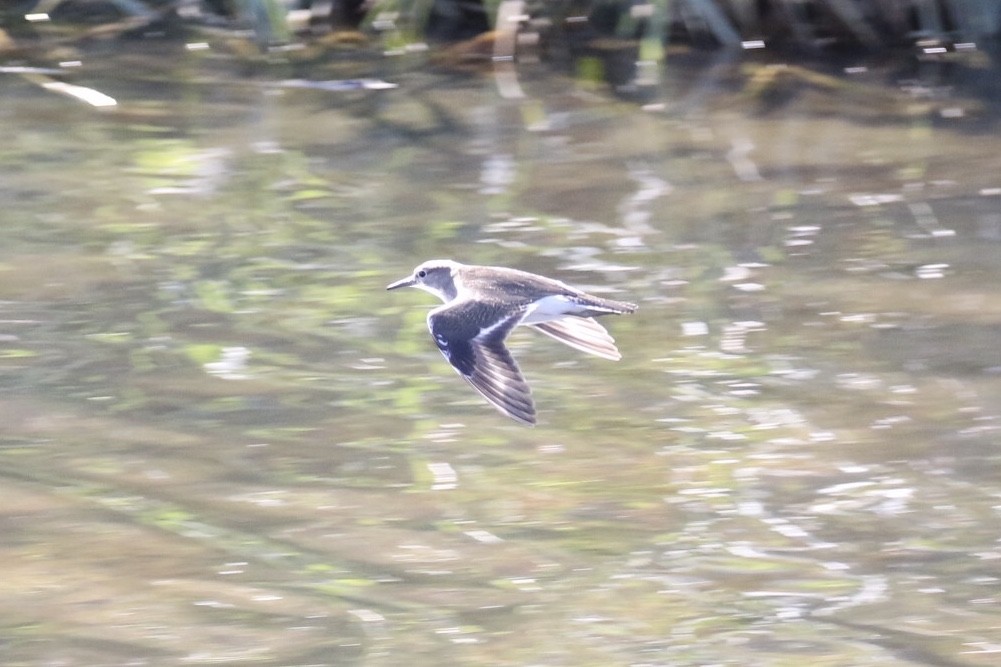 Common Sandpiper - ML211316111