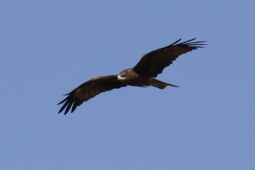 Black Kite - ML211316321