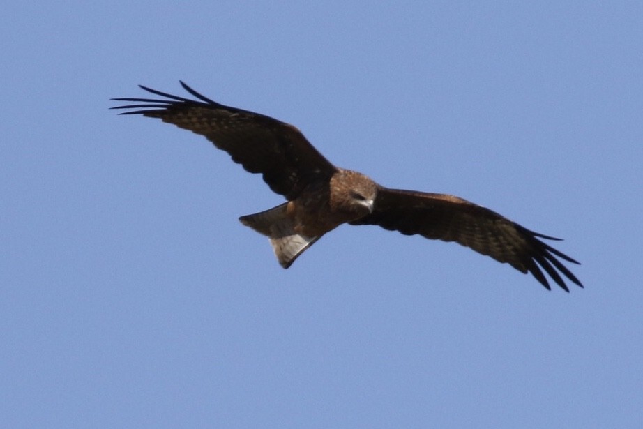Black Kite - ML211316331