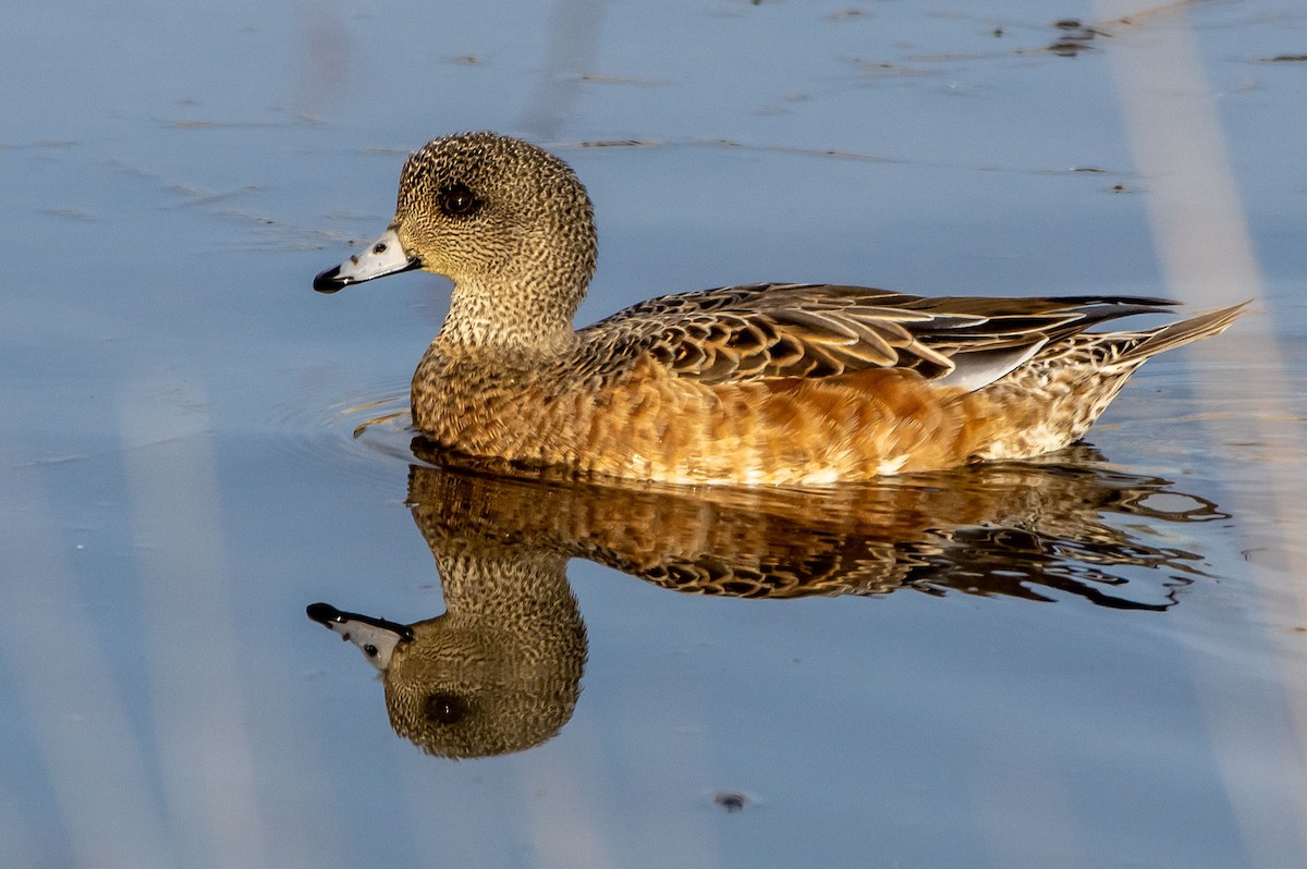 American Wigeon - ML211316381