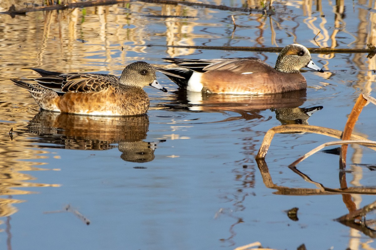 American Wigeon - ML211316401