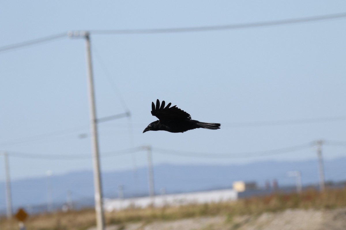 Large-billed Crow - ML211316481