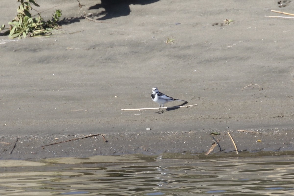 White Wagtail - ML211316741