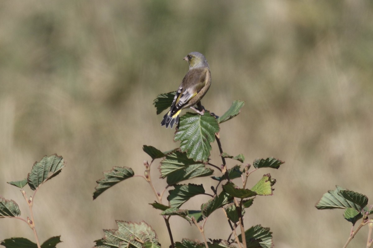 Oriental Greenfinch - ML211317811