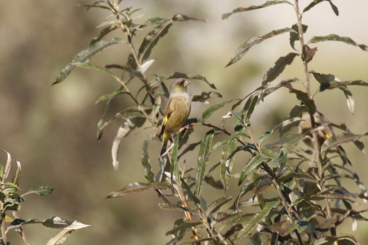 Oriental Greenfinch - ML211317821