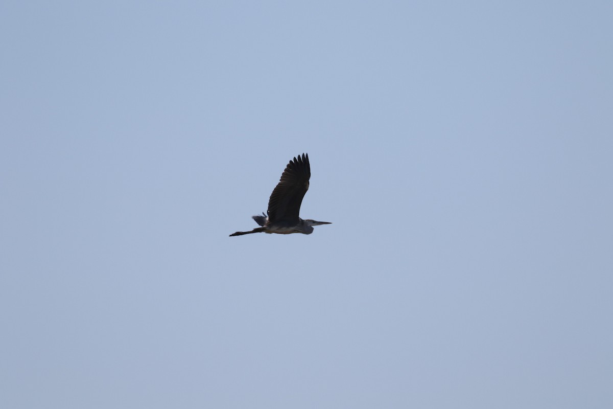 Gray Heron - ML211317981