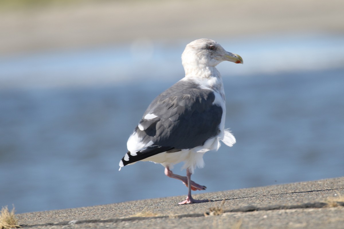 Slaty-backed Gull - ML211318331
