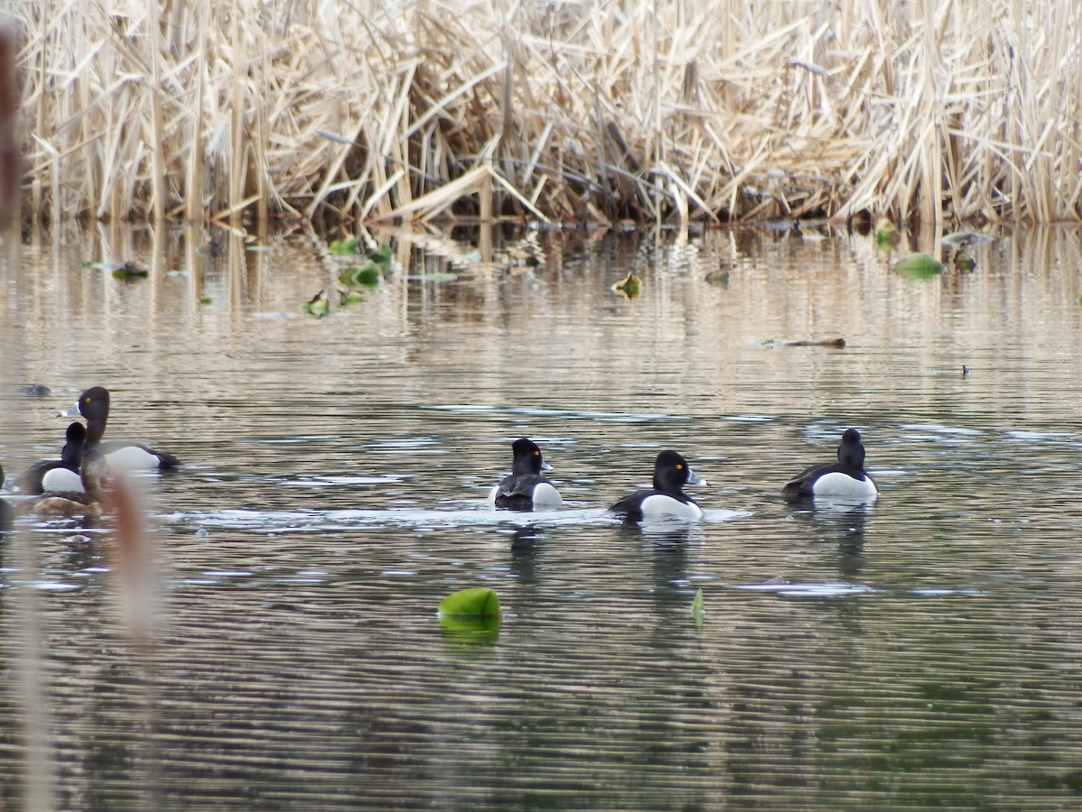 Ring-necked Duck - ML211318341