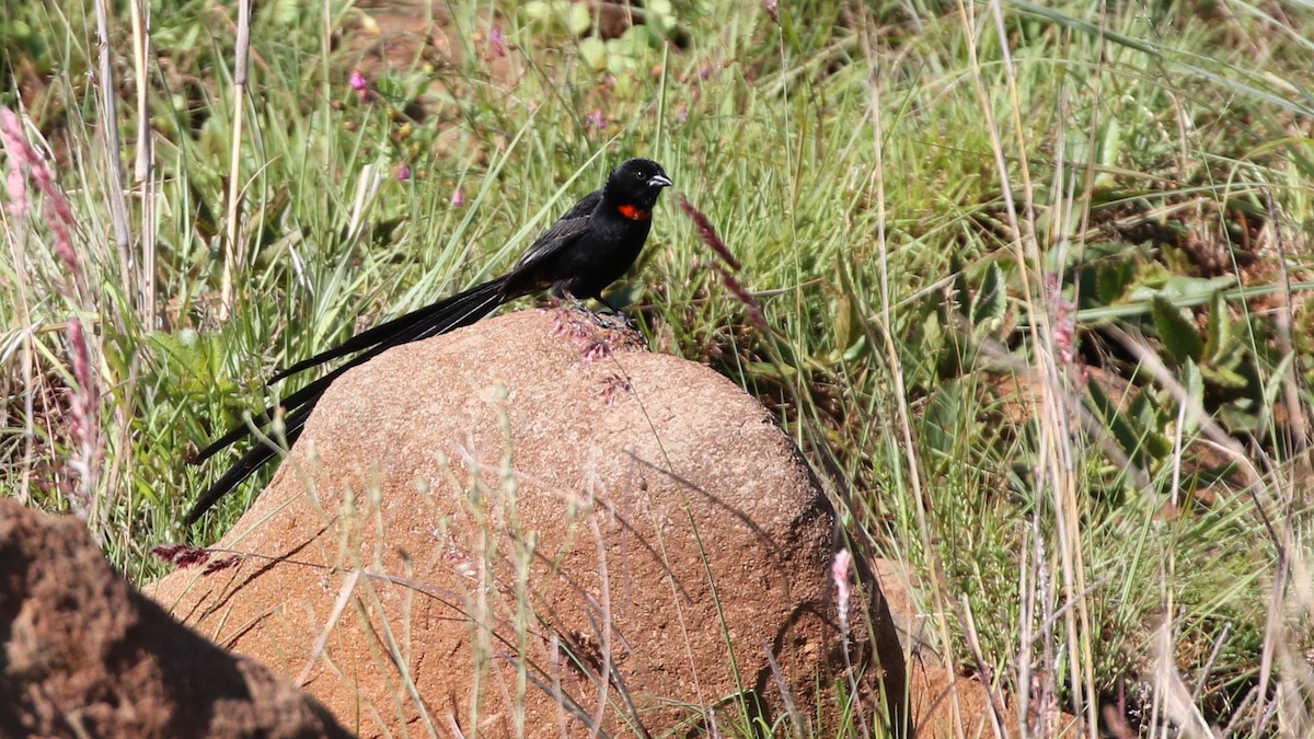 Red-collared Widowbird - ML211318661