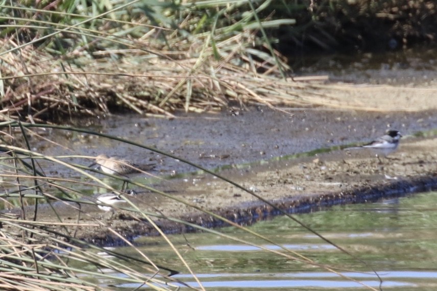 Dunlin - ML211318851