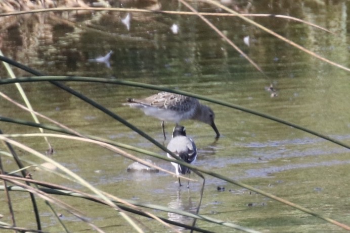 Dunlin - ML211318871