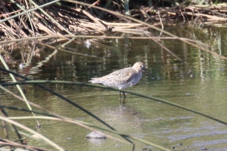 Dunlin - ML211318881