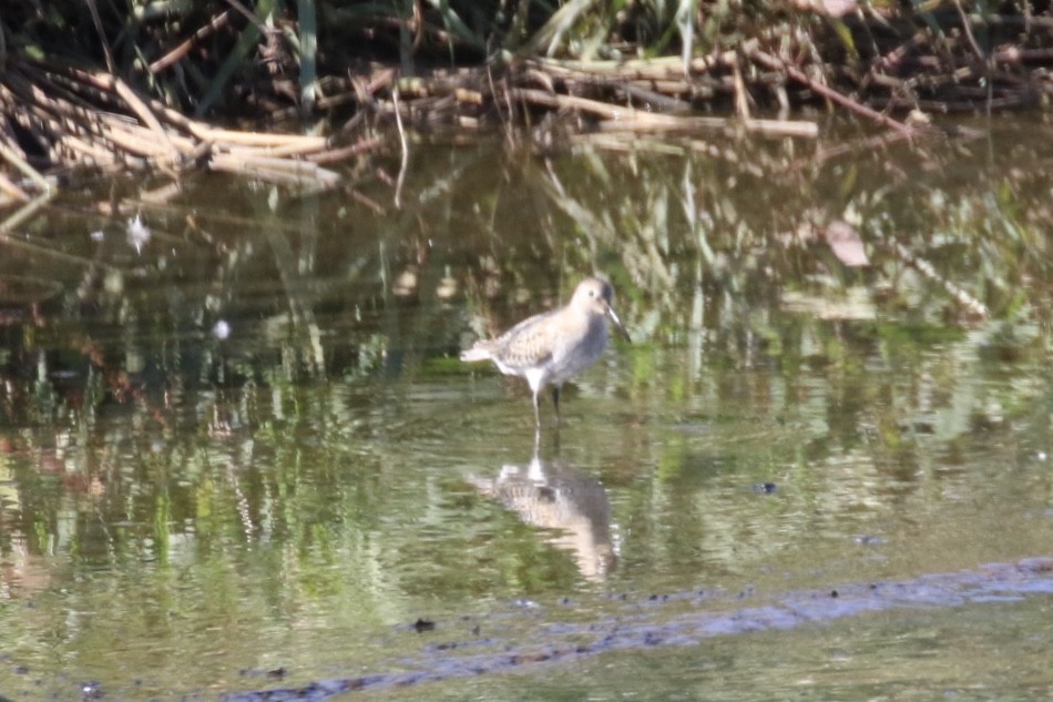Dunlin - ML211318891