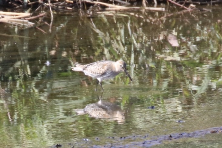 Dunlin - ML211318901