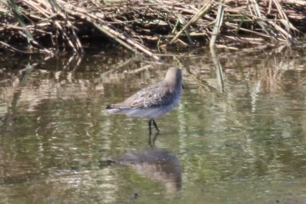 Dunlin - ML211318921