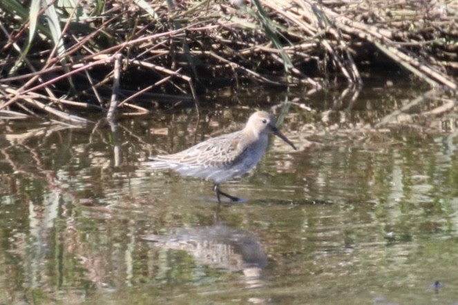 Dunlin - ML211318931