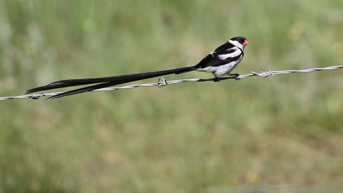 Pin-tailed Whydah - ML211319151