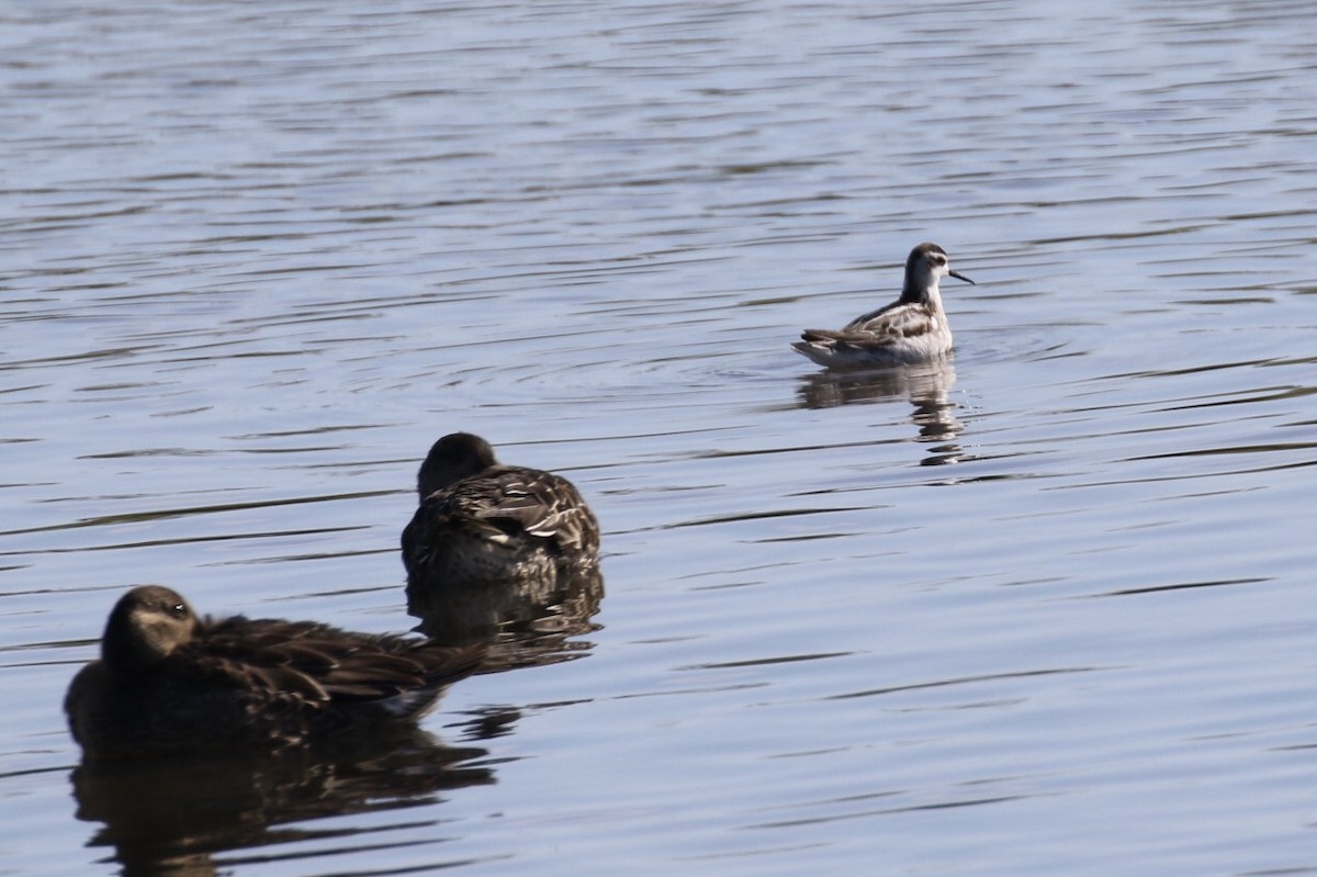 Red-necked Phalarope - ML211319261