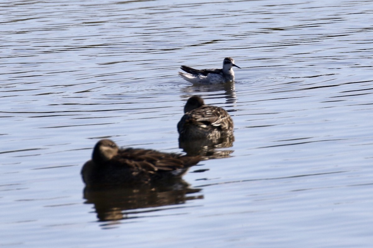 Red-necked Phalarope - ML211319271