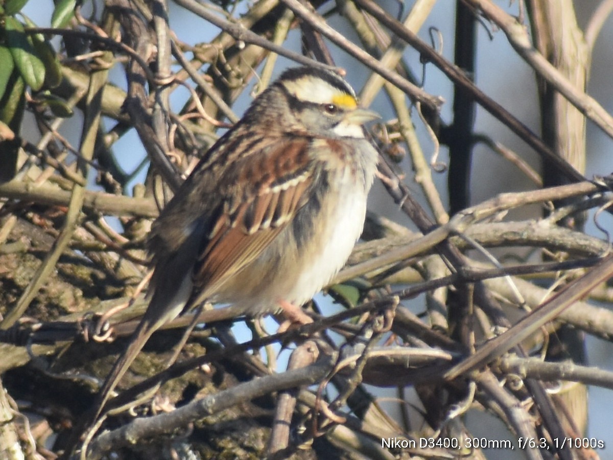 White-throated Sparrow - ML211319661