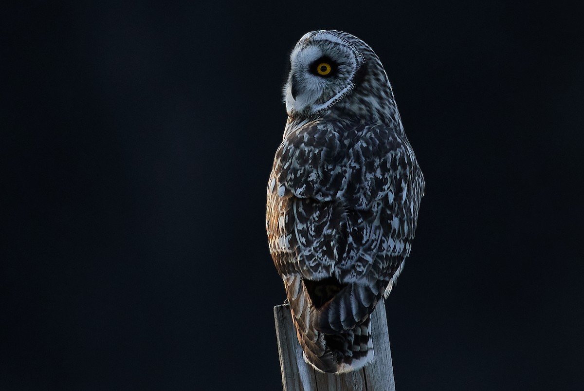 Short-eared Owl - patrick horan