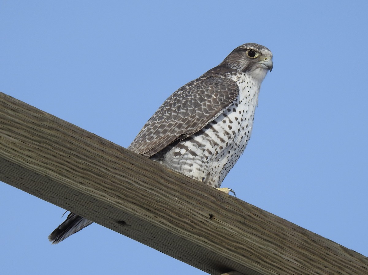 Gyrfalcon - ML211320181