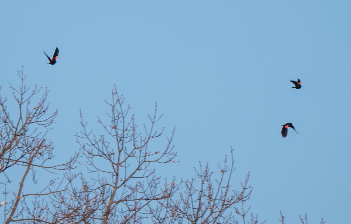 Red-winged Blackbird - ML211320811