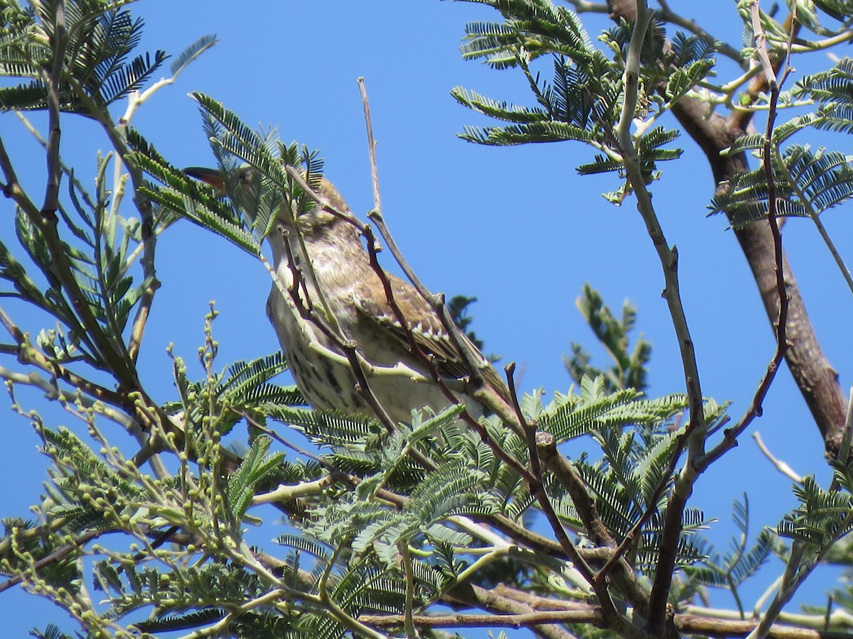 Olive-backed Oriole - ML211321001