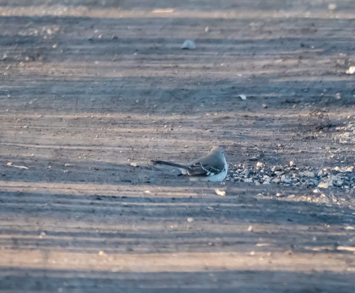 Northern Mockingbird - ML211321341