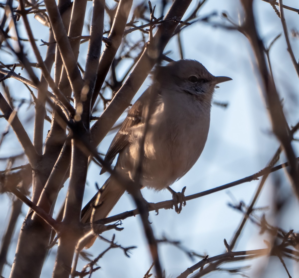 Northern Mockingbird - ML211321391