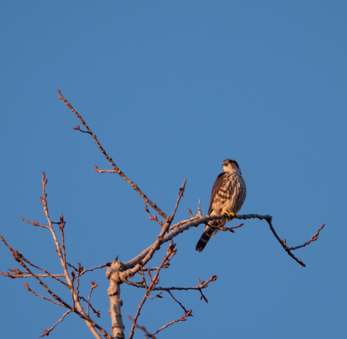 Merlin (Taiga) - ML211322041