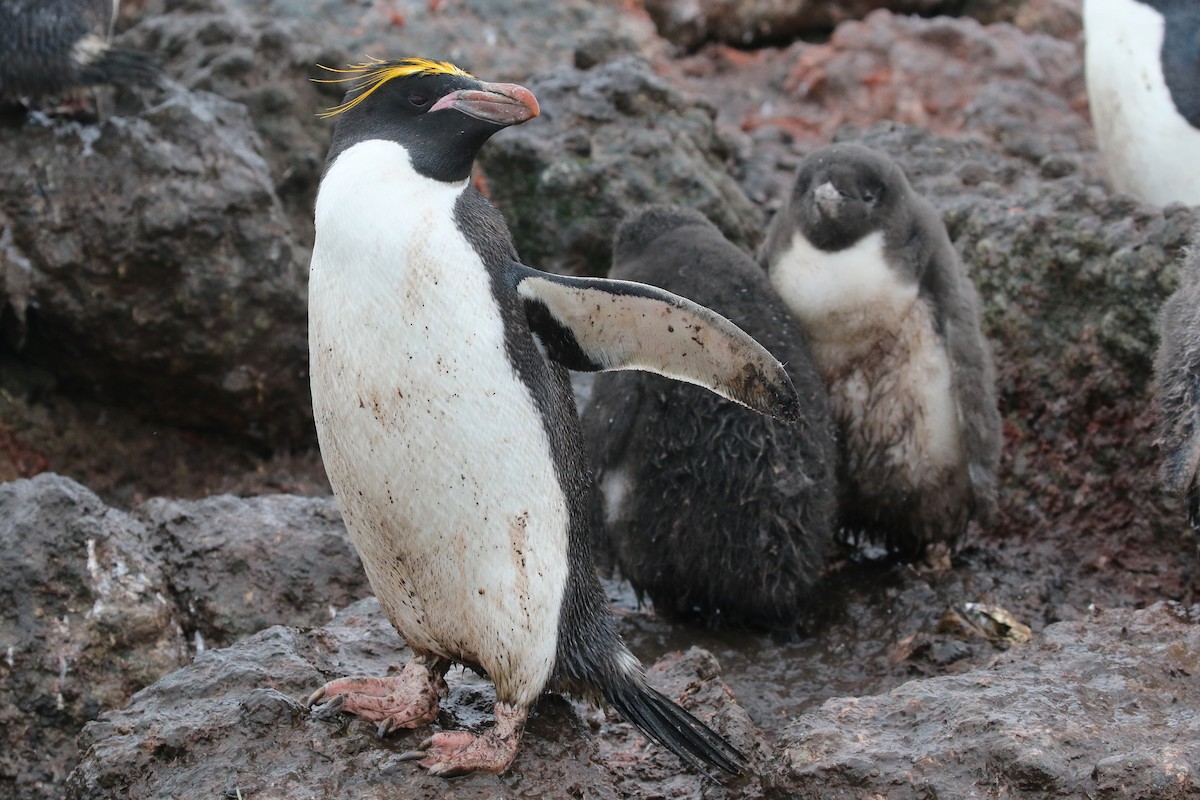 Macaroni Penguin - ML211322161