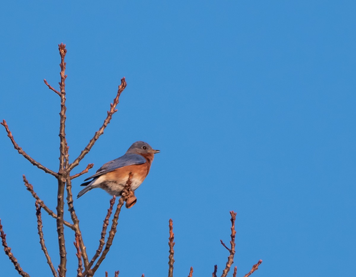 Eastern Bluebird - ML211322231