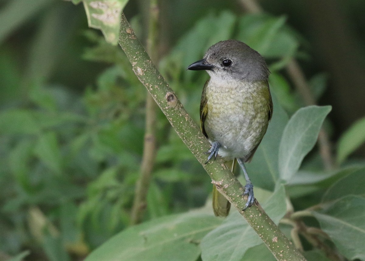 Olive Bushshrike - ML211322351