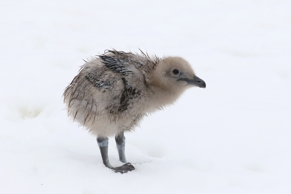 South Polar Skua - ML211322451