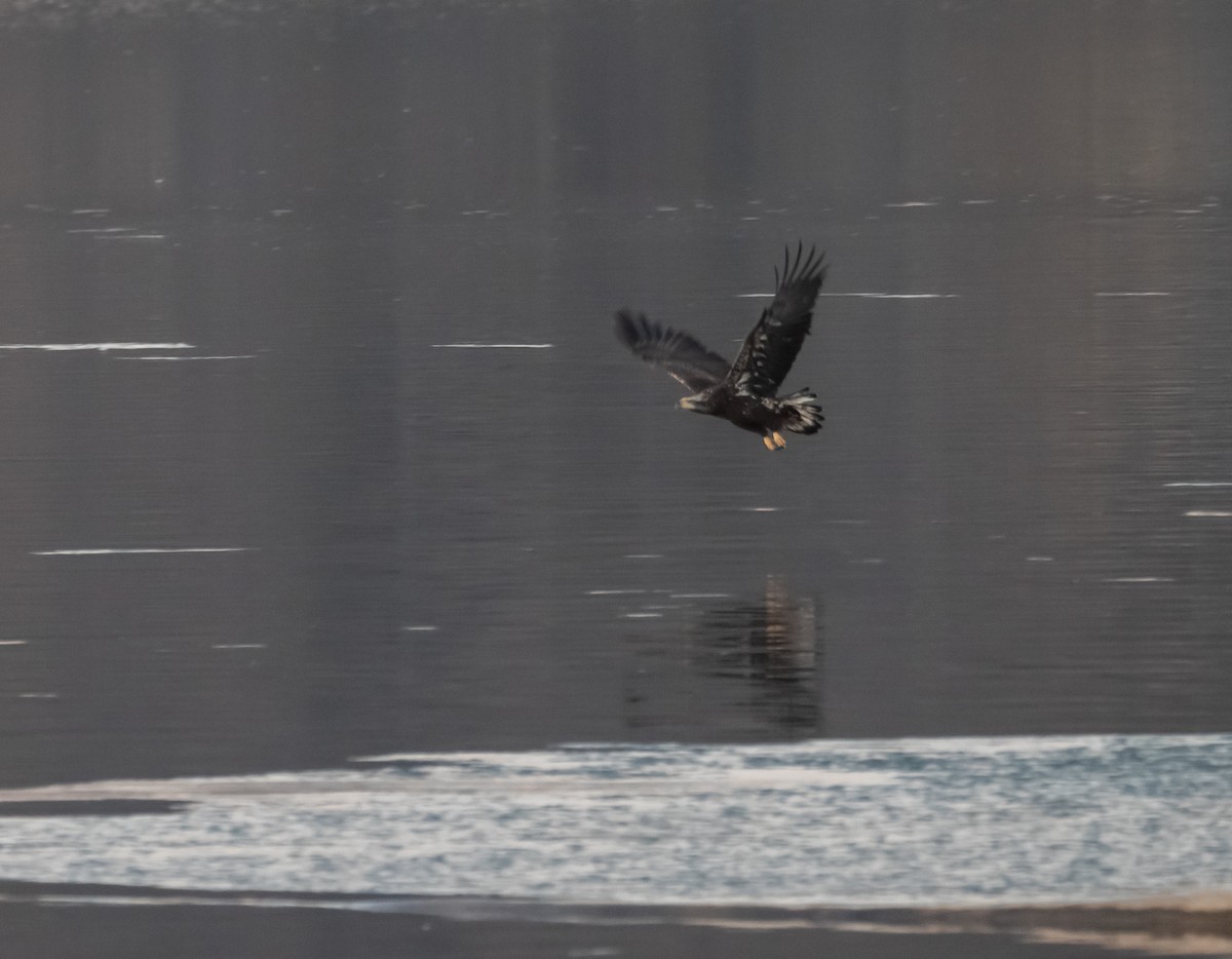 Bald Eagle - ML211322631