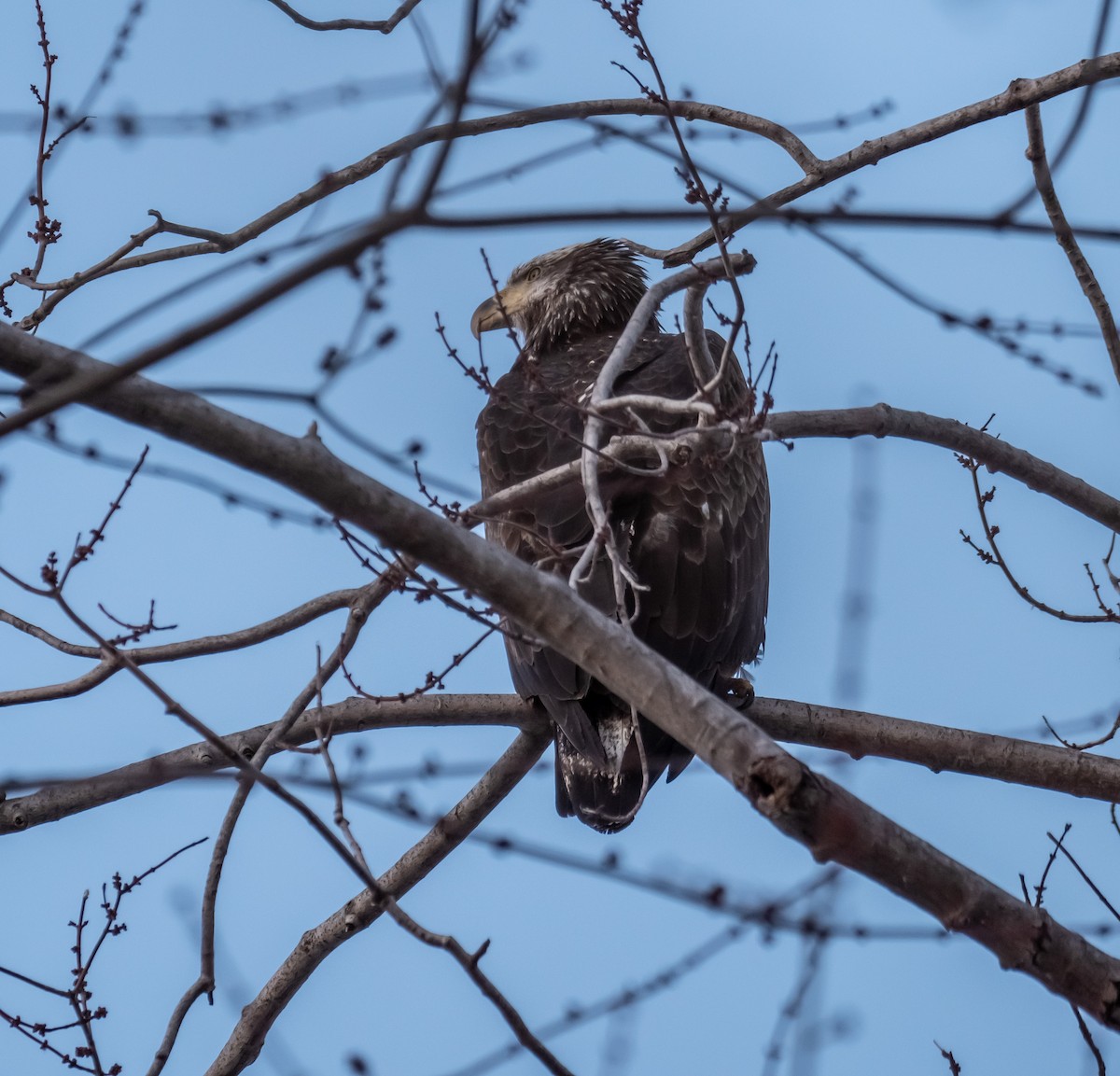 Bald Eagle - ML211322651