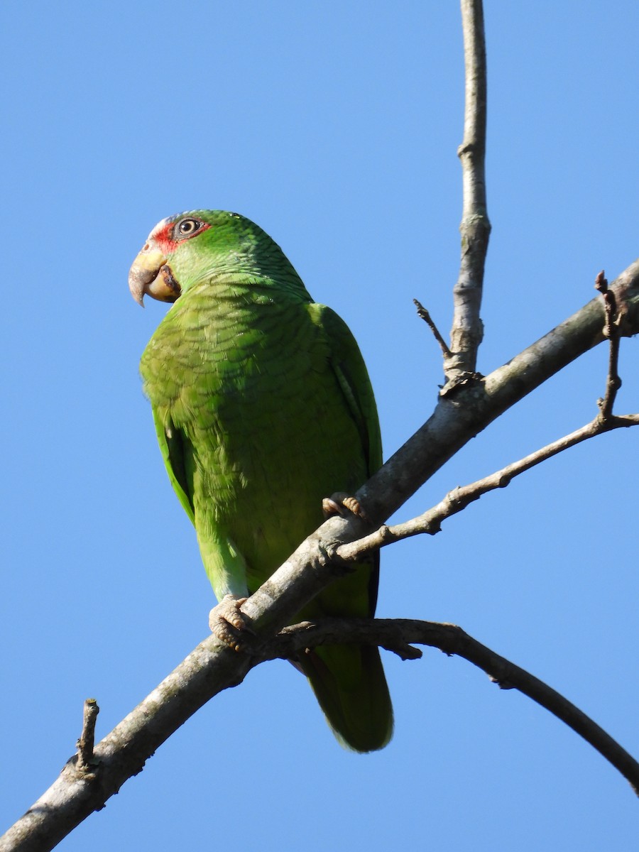 White-fronted Parrot - Adrianh Martinez-Orozco