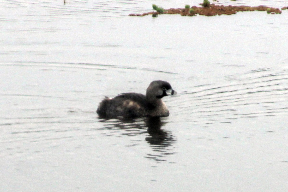 Pied-billed Grebe - ML211323051