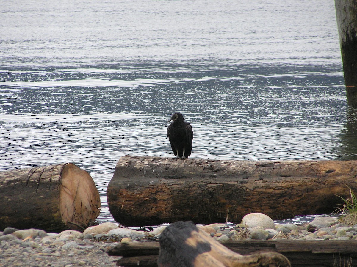 Black Vulture - ML211323371